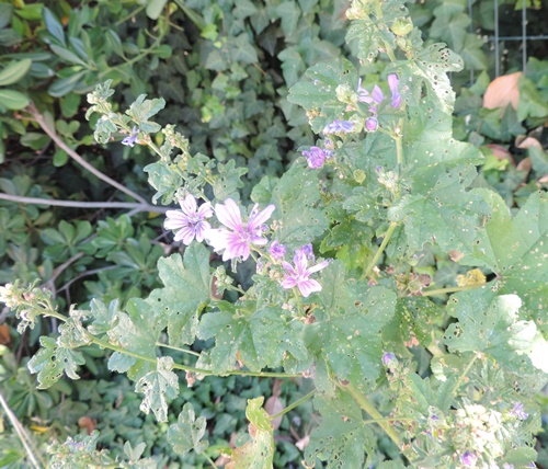 nel mio giardino - Malva sylvestris